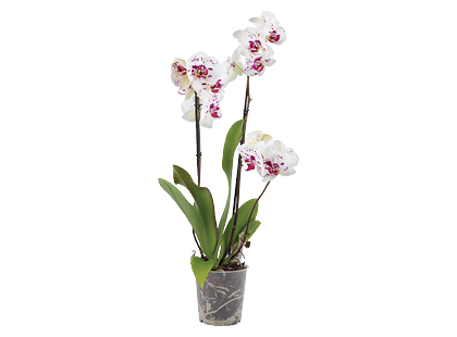 Vazoninė gėlė orchidėja