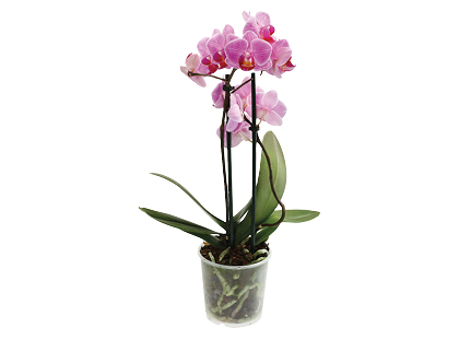 Vazoninė gėlė falenopsis*