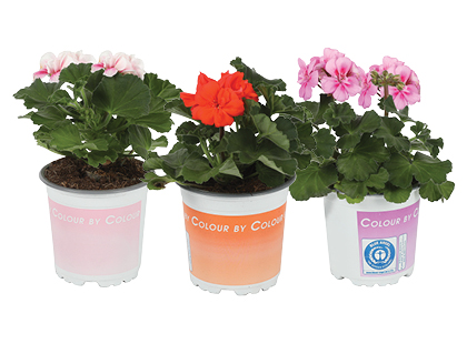 Vazoninė gėlė pelargonija*