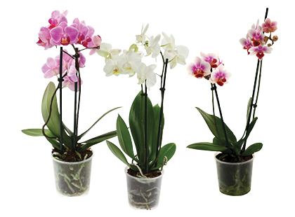 Vazoninė gėlė orchidėja*