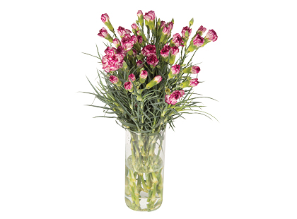 Gvazdikėlių puokštė*, 50 cm
