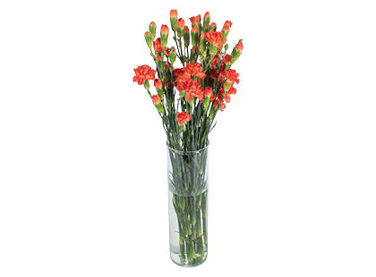 Gvazdikėlių puokštė, 50 cm