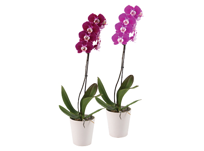 Vazoninė gėlė orchidėja*