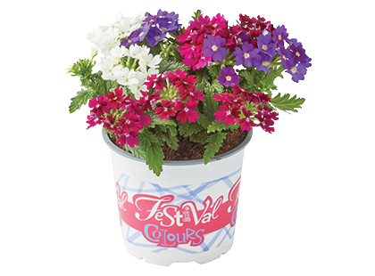 Lauko augalas verbena*