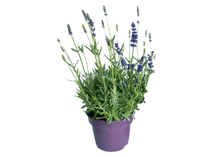 Dekoratyvinis augalas levanda*