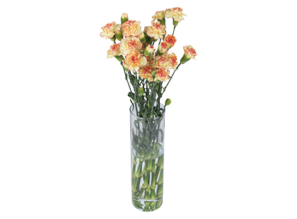 Gvazdikų puokštė, 50 cm