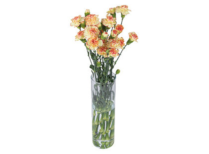 Gvazdikų puokštė, 50 cm