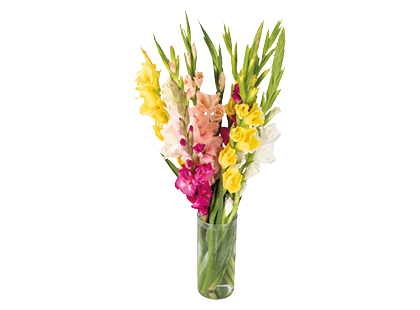 Skinta gėlė kardelis, 70 cm
