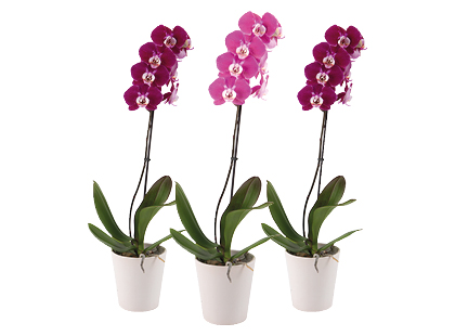 Vazoninė gėlė orchidėja*