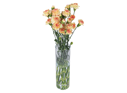 Gvazdikų puokštė, 50 cm