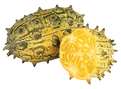 Raguotasis melionas*