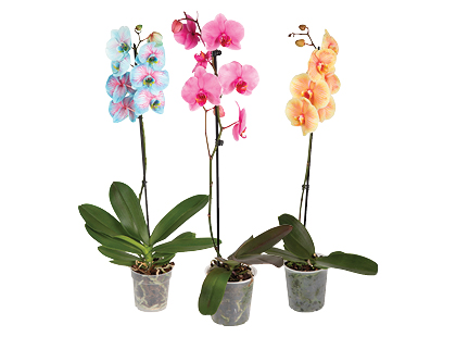 Vazoninė gėlė orchidėja (dažyta)*