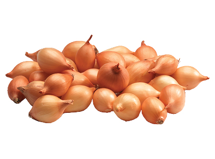 Žieminiai svogūnų sėjinukai SENSHYU YELLOW*
